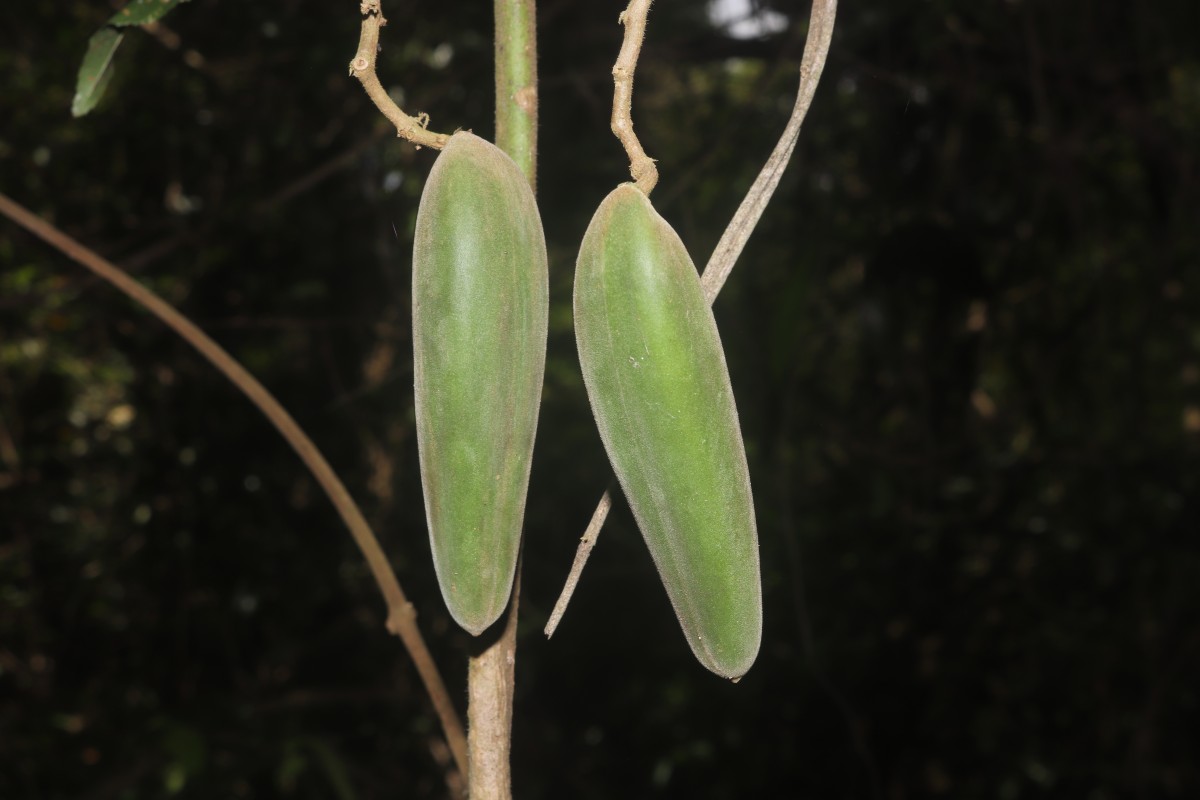 Gongronemopsis tenacissima (Roxb.) S.Reuss, Liede & Meve